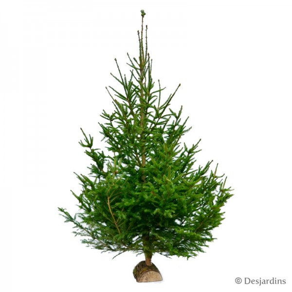 Sapin naturel coupé Epicea Excelsa 150/200 cm