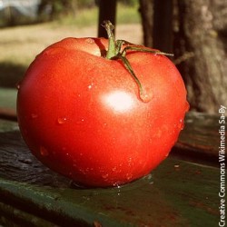 Tomate Montfavet - Barquette de 6