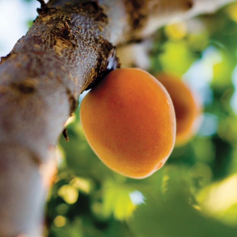 Abricotier "Précoce de Saumur" en motte - Prêt-à-planter
