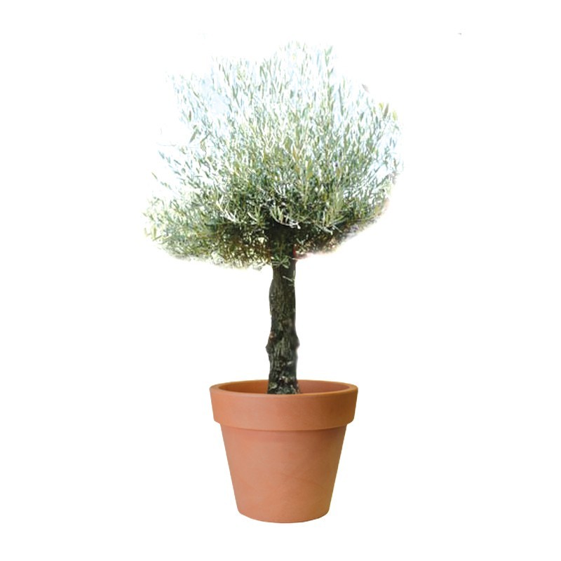 Olivier En Pot 110l Tronc Vieilli Hauteur 140 160cm Desjardins Fr
