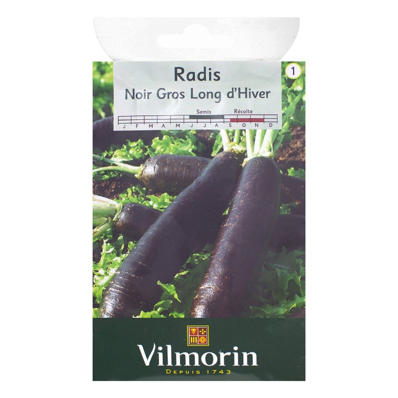 Radis noir gros d'Hiver