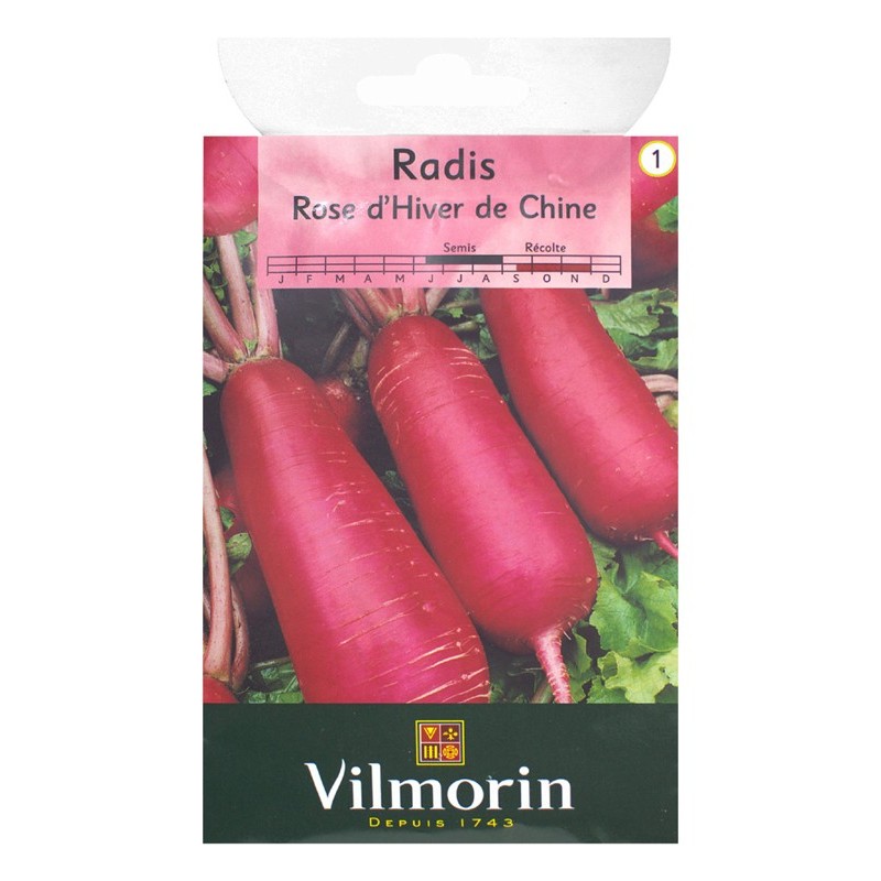 Radis rose d'Hiver de Chine