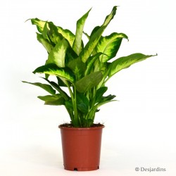 DIEFFENBACHIA D12