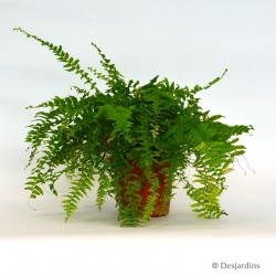 Nephrolepis "Boston" - Ø12cm