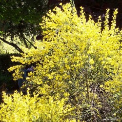 Cytisus praecos "All Gold" - 3L