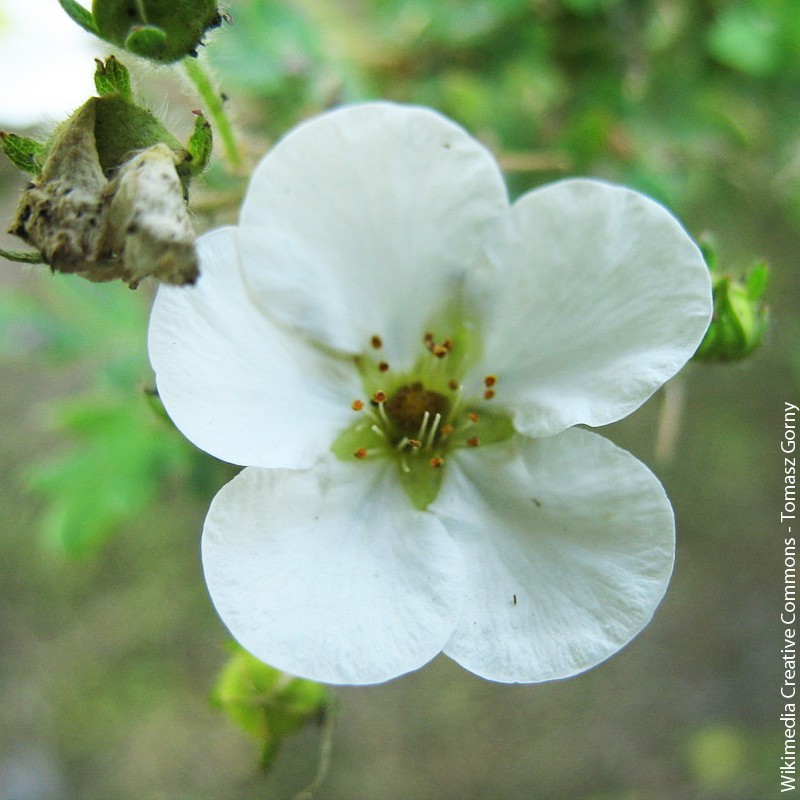 Potentilla fruticosa "Abbotswood" - 3L