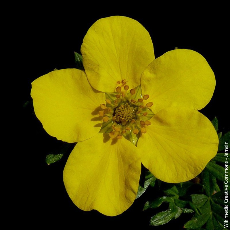 Potentilla fruticosa "Goldstar" - 4,5L