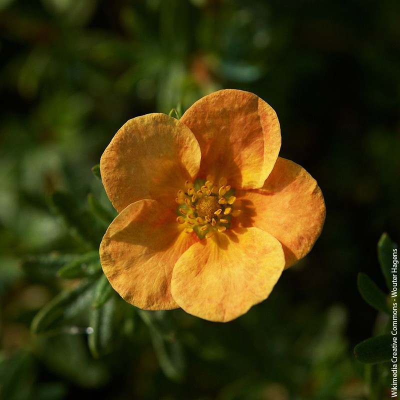 Potentilla fruticosa "Hopley's orange" - 3L - H25/30cm