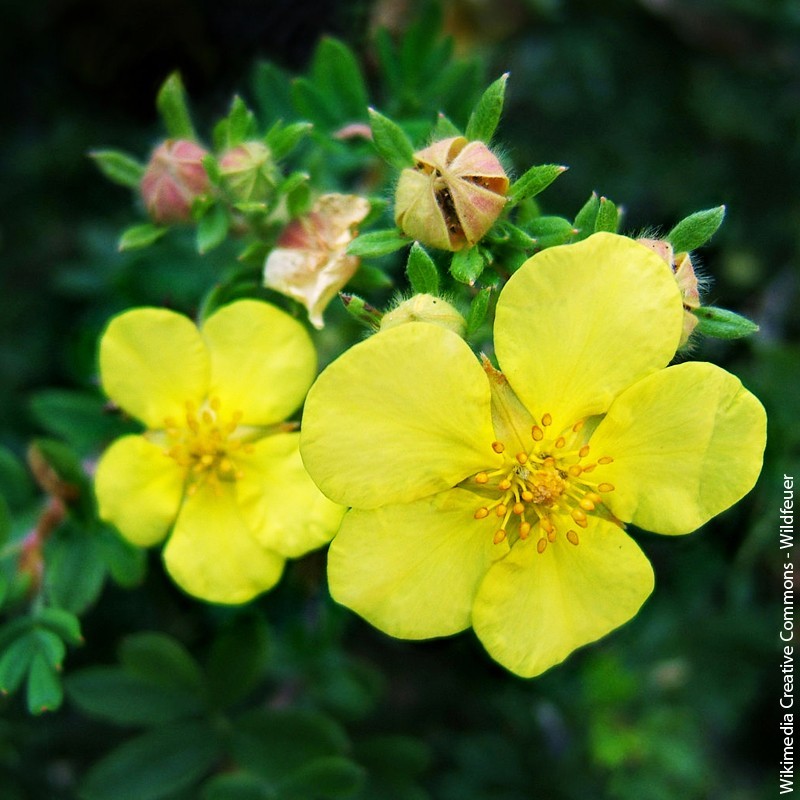 Potentilla fruticosa "Kobold" - 3L