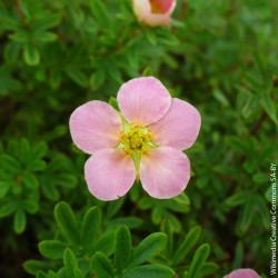 Potentilla fruticosa "Lovely Pink" - 3L