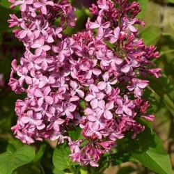 Syringa vulgaris "Princesse Sturdza" - 10L