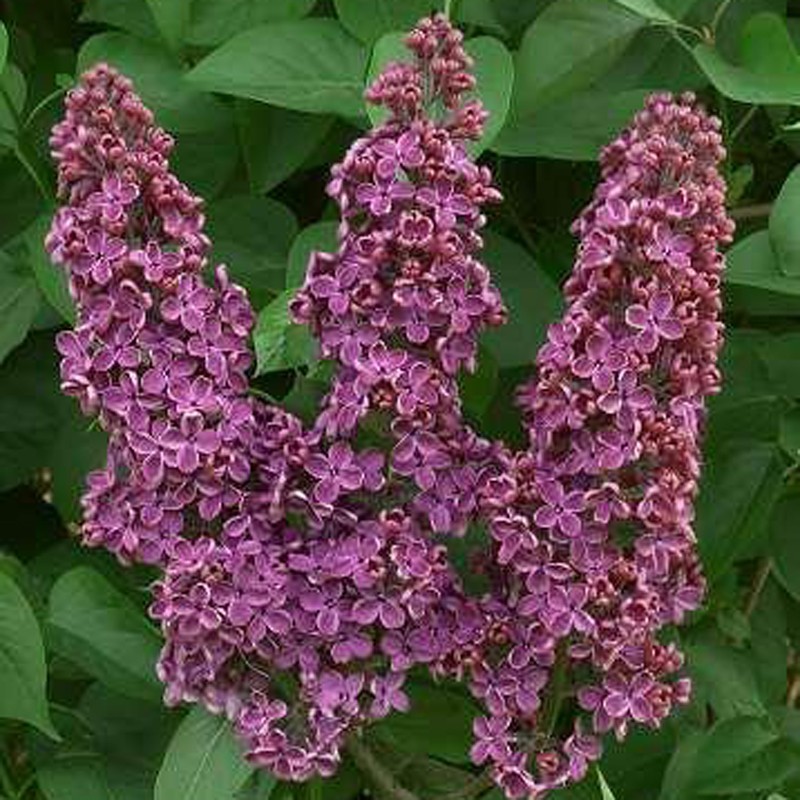 Syringa vulgaris "Souvenir de Louis Spaeth" - 5L