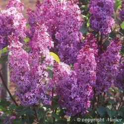 Syringa vulgaris "Princesse Sturdza" - 10L