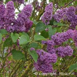 Syringa vulgaris "Souvenir de Louis Spaeth" - 5L