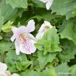 Mimulus panaché - Barquette de 10