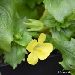 Mimulus panaché - Barquette de 10