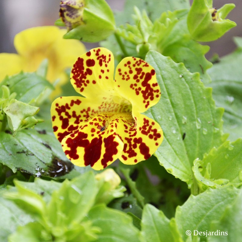 Mimulus panaché - Barquette de 10