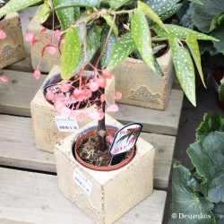 Begonia Tamaya + cache-pot carré - ø12cm