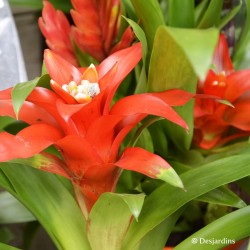 Guzmania "Tempo" - ø9cm