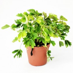 Mimosa pudica - ø6cm