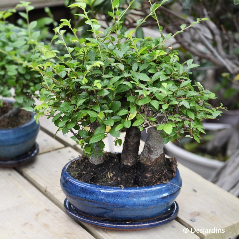 Bonsaï Ulmus Parvifolia - 3 troncs - ø16cm 