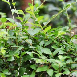 Bonsaï Ulmus Parvifolia - 3 troncs - ø16cm