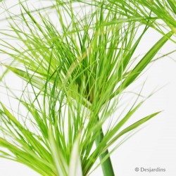 Cyperus papyrus Alternifolius - ø15cm