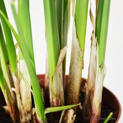 Cyperus papyrus Alternifolius - ø15cm