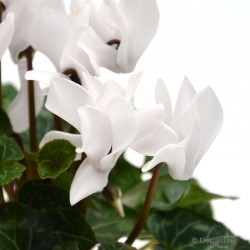 Mini Cyclamen - ø10,5cm - coloris aléatoire