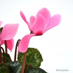 Mini Cyclamen - ø10,5cm - coloris aléatoire