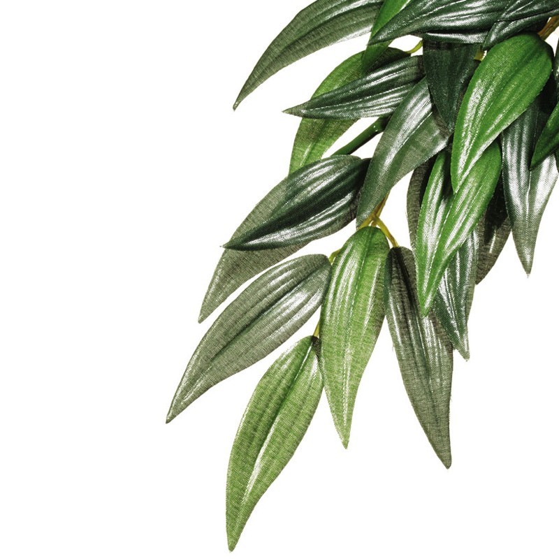 RUSCUS TERRA PM RUSCUS TERRA PM