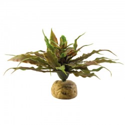 CACTUS ETOILE