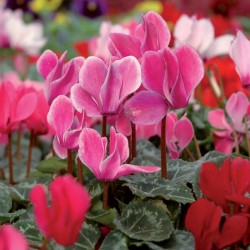 Mini Cyclamen - ø10,5cm - coloris aléatoire