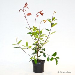 Photinia "Red Robin" - 3L