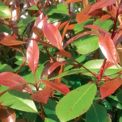 Photinia "Red Robin" - 3L