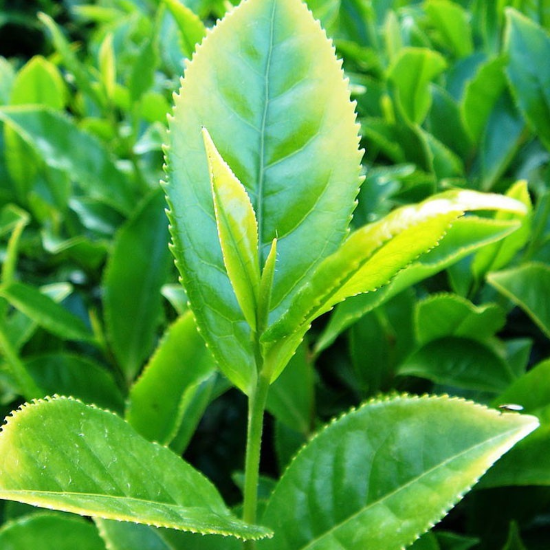 CAMELLIA SINENSIS 4 ANS C4