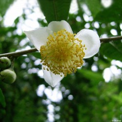 CAMELLIA SINENSIS 4 ANS C4