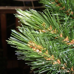 Sapin artificiel Forest Frosted vert - 90 cm de la marque Triumph Tree