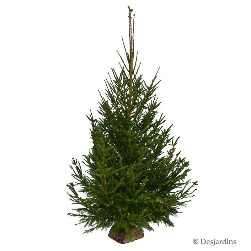 Sapin naturel - Picea Excelsa - 250/300cm Sapin naturel - Picea Excelsa - 250/300cm