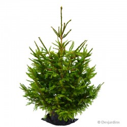 Sapin naturel en motte - Picea Excelsa - 150/175cm