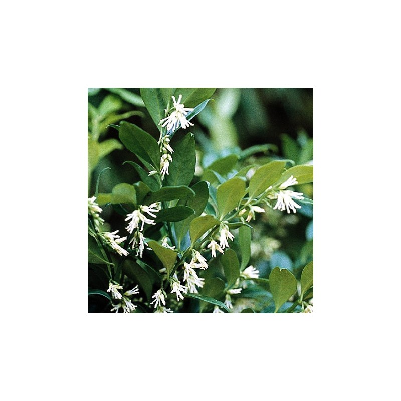 SARCOCOCCA RUSCIFOLIA C4L