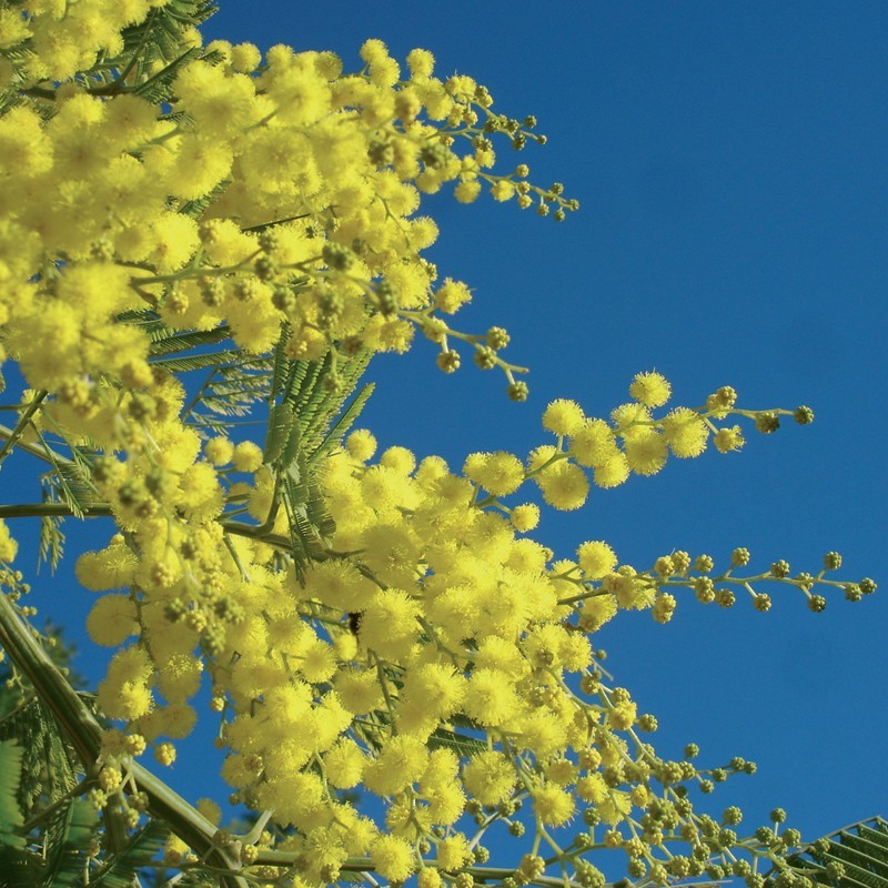 Mimosa Gaulois Marcotte D19