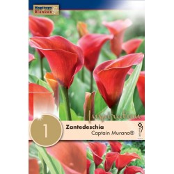 Zantedeschia "Captain Murano" Blanken X1 - Calibre 14/16