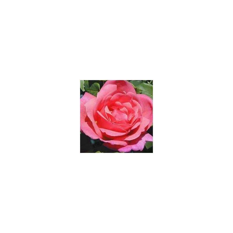 ROSIER ASTREE C2L