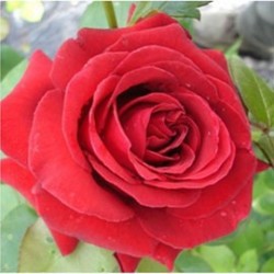 ROSIER DAME DE COEUR C2L