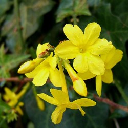 Jasminum nudiflorum - 90/120cm