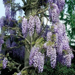 Wisteria "Sinensis" -...