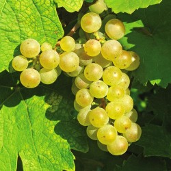 Vigne "Chasselas Doré" - 3L...