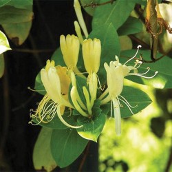 Lonicera Japonica...