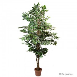 Ficus artificiel - DESJARDINS